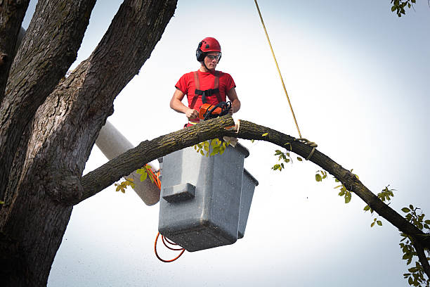 Tree Root Removal